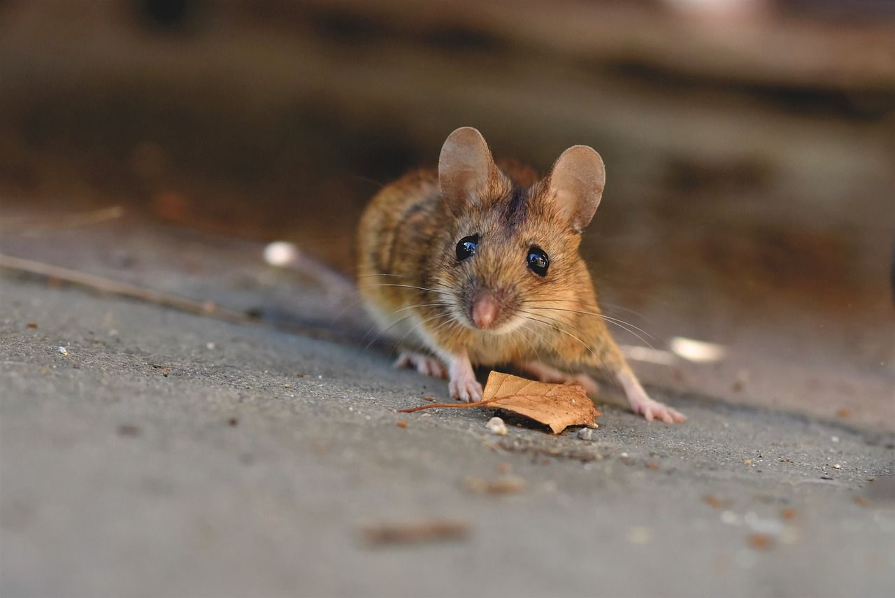 Bezpieczny dom - jak uniknąć problemów z gryzoniami i insektami za pomocą nowoczesnych rozwiązań?